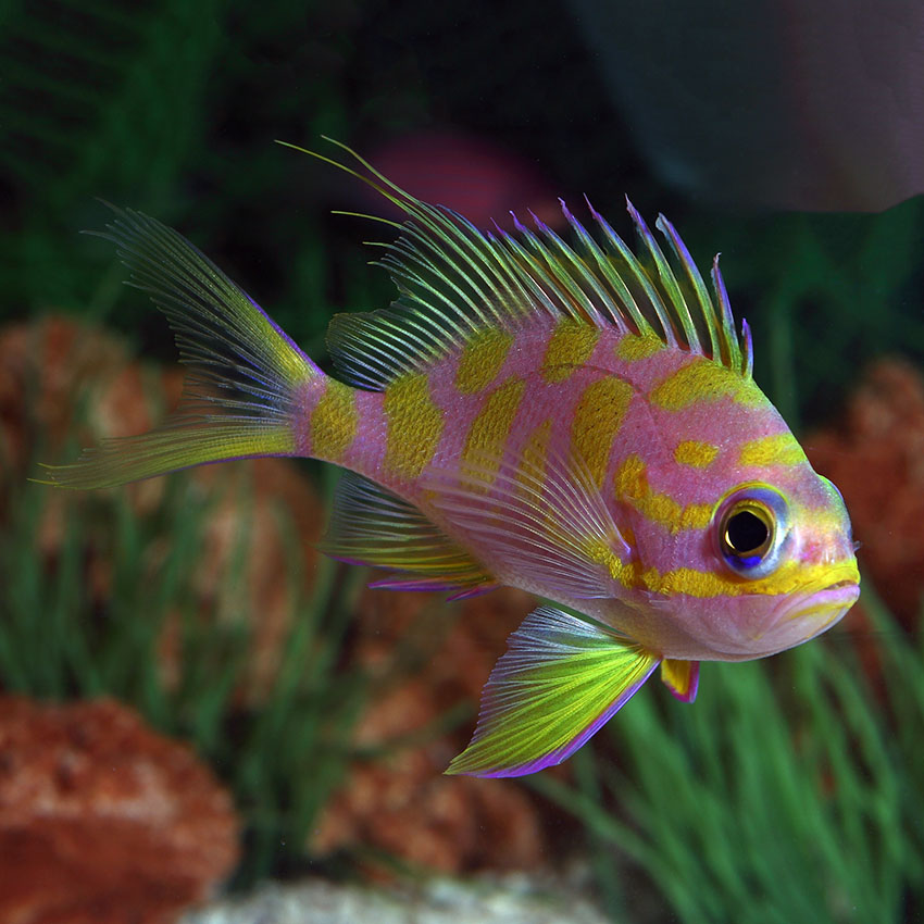 Blotched Anthia