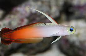Fire Goby