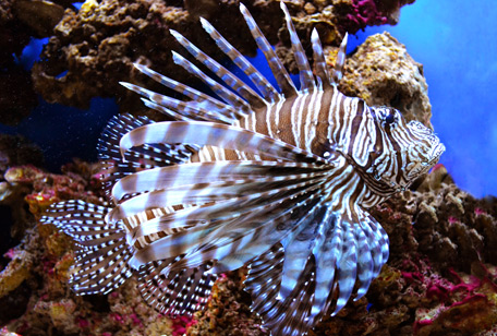 Lion Fish
